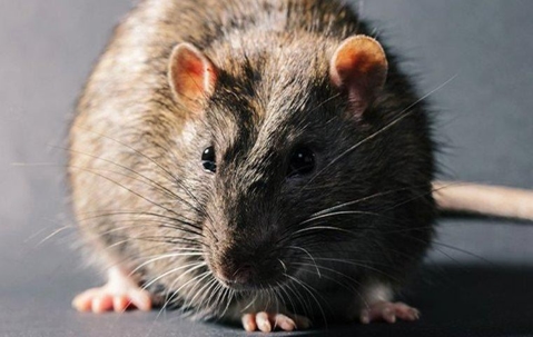 A close up image of a rat