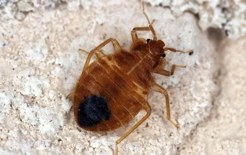 A bed bug crawling in a carpet