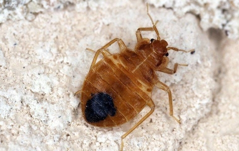 A bed bug stomach up on a mattress