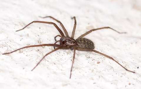 A spider crawling on a white flooring