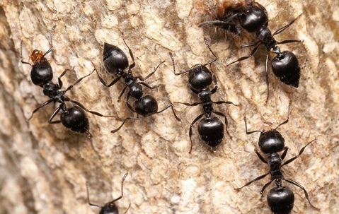 Acrobat ants crawling on a tree
