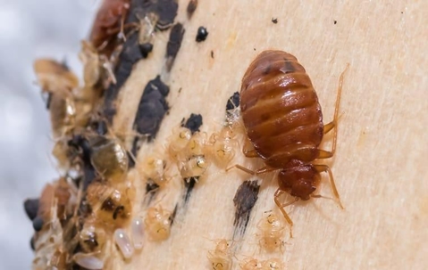 An image of a bed bug infestation