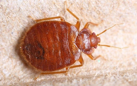 A bed bug on a furniture