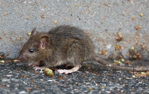 A brown Norway rat on a dirty floor