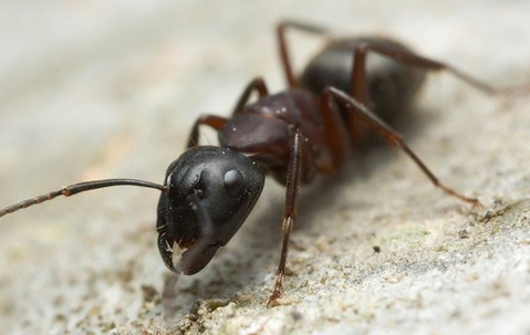 A carpenter ant crawling on ground