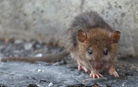 A close up image of a brown rat crawling on the ground