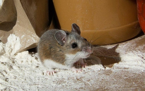 A mouse crawling on the floor full of flour