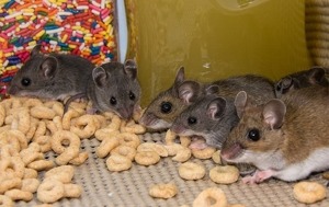 Rats eating crackers on the ground