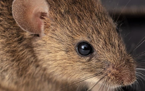 A close up image of a rodent's face