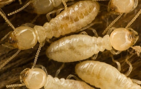Subterranean termites chewing wood