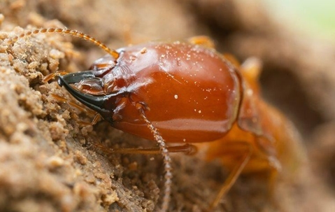 A close up image of a termite chewing wood