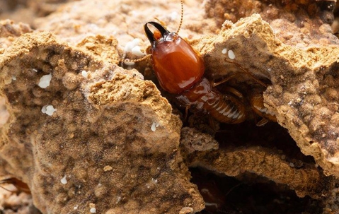 A termite coming out of a hole in the ground