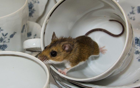 house mouse in teacup