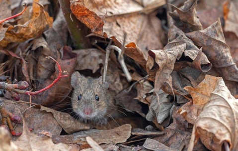 mouse in leaves